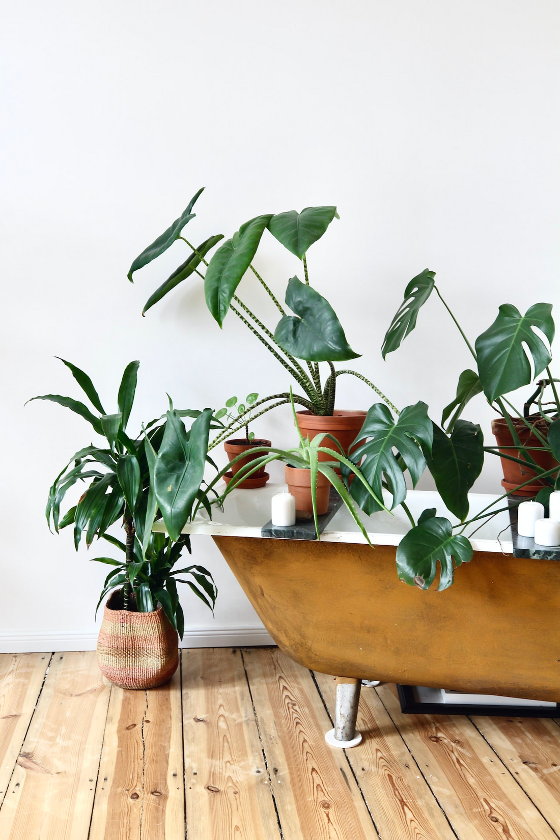 Top 10 Indoor Plants for Beginners