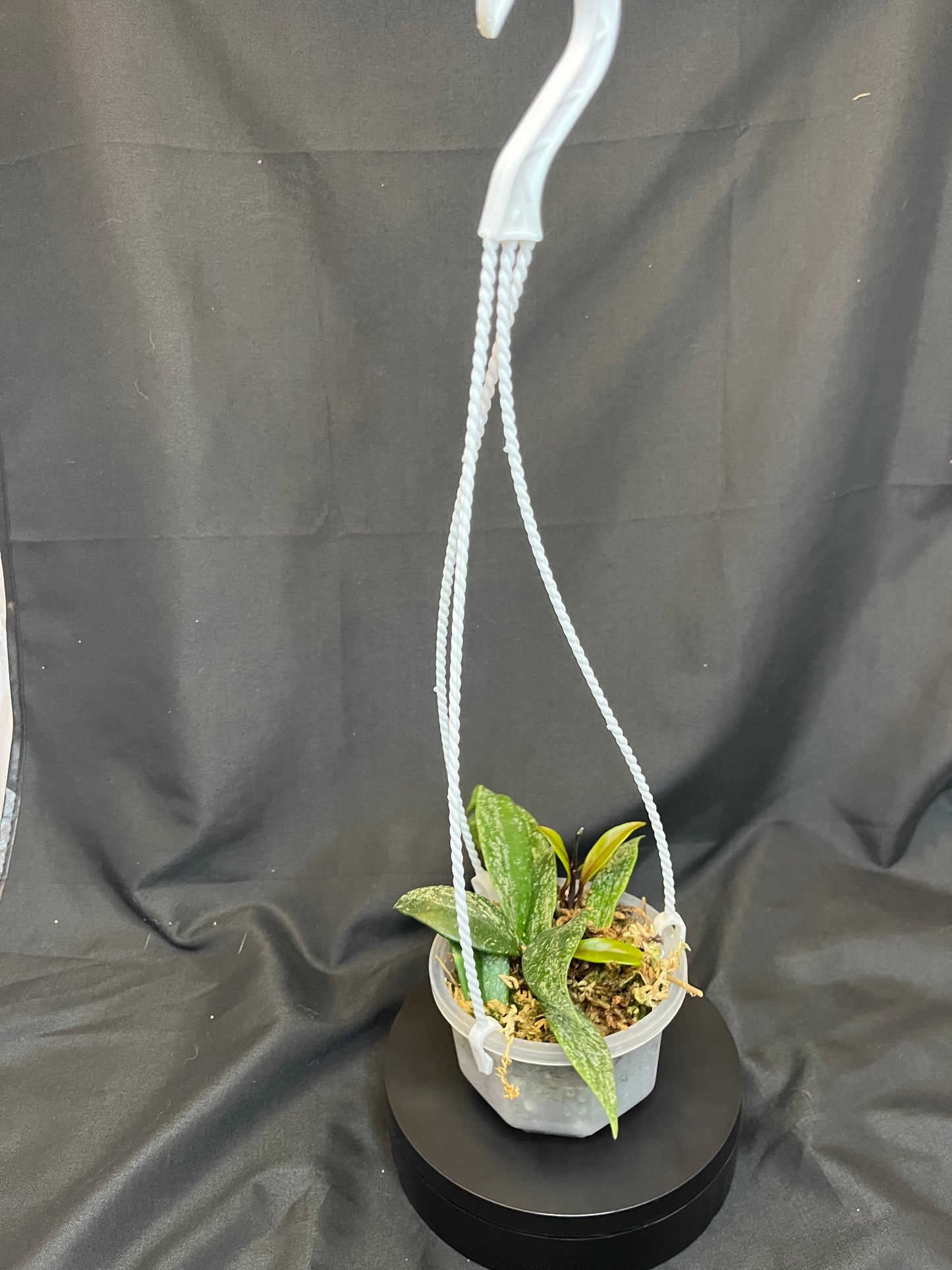 Hoya (Wax Plant) Pubicalyx Splash 3.5 inch Hanging Basket (HB)