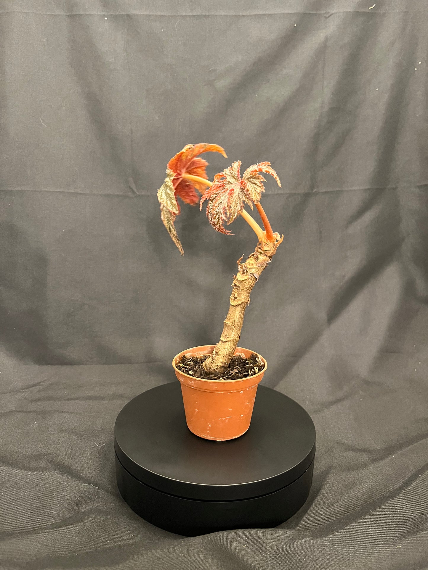 Live Begonia Gryphon in 2-Inch Pot