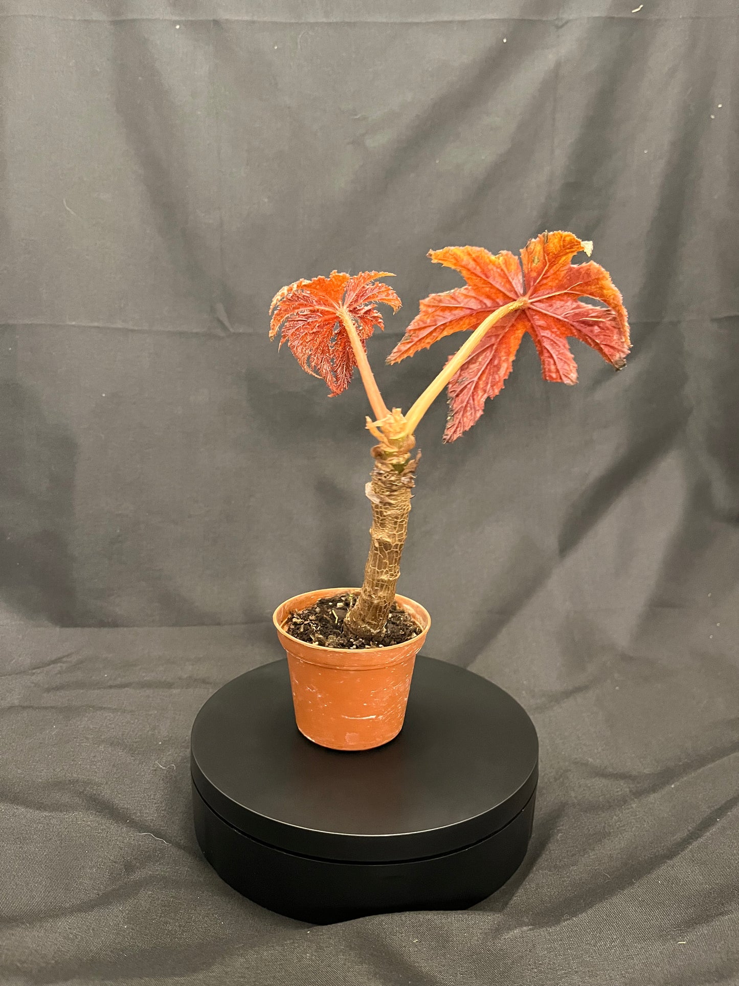 Live Begonia Gryphon in 2-Inch Pot